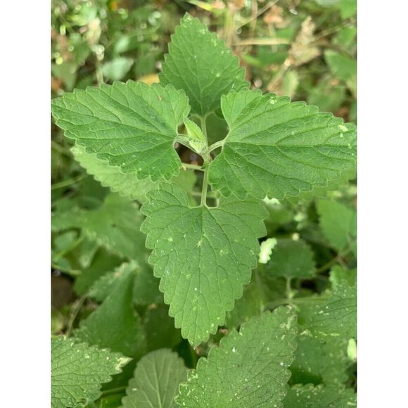 PURE GOLD Catnip Organically Grown & Harvested Pure Californian Catnip 4"x 3" - Picture 14 of 16